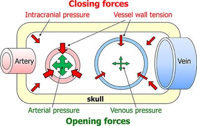 Timing of Circulatory and Neurological Events in Syncope